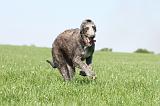 DEERHOUND 016